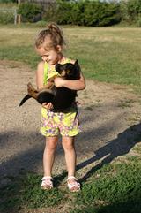 German Shepherd puppy at Cher Car Kennels