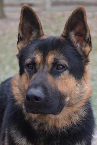 German Shepherd puppies for sale at Cher Car Kennels