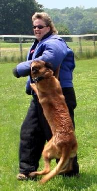 Belgian Malinois "Ramsey" being caught by award winning decoy Lori Webster