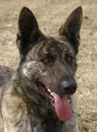 Cher Car Kennels Dutch Shepherd Dog Touche