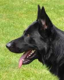 German Shepherd puppies for sale at Cher Car Kennels