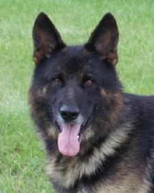 Cher Car German Shepherd Dog Gamble
