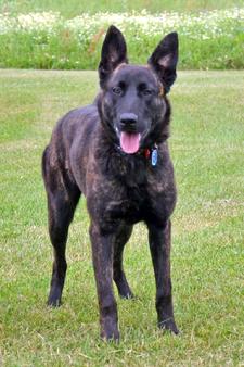 Dutch Shepherd puppies for sale at Cher Car Kennels
