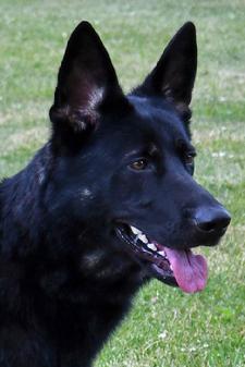 German Shepherd puppies for sale at Cher Car Kennels