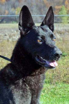 Dutch Shepherds for sale at Cher Car Kennels