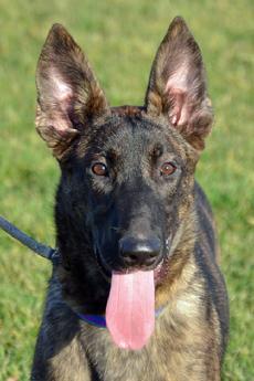 Dutch Shepherd puppies for sale at Cher Car Kennels