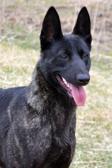 Dutch Shepherd puppies for sale at Cher Car Kennels