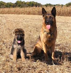 German Shepherds at Cher Car Kennels