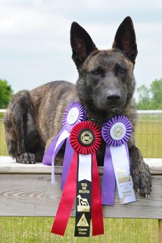 Dutch Shepherd puppies for sale at Cher Car Kennels
