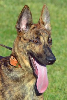 Dutch Shepherd puppies at Cher Car Kennels