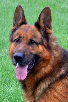 Cher Car German Shepherd Dog Figo