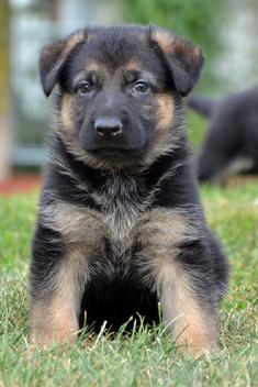 German Shepherd puppies for sale at Cher Car Kennels