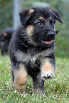 German Shepherd puppies for sale at Cher Car Kennels
