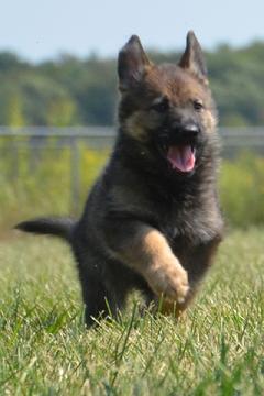 German Shepherd puppies for sale at Cher Car Kennels