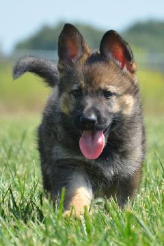 German Shepherd puppies for sale at Cher Car Kennels