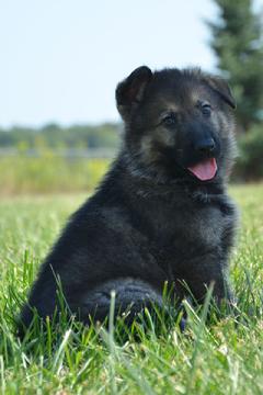 German Shepherd puppies for sale at Cher Car Kennels
