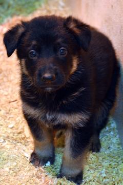 German Shepherd puppies for sale at Cher Car Kennels