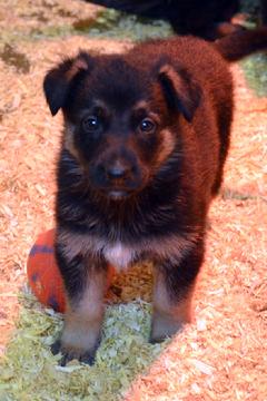 German Shepherd puppies for sale at Cher Car Kennels