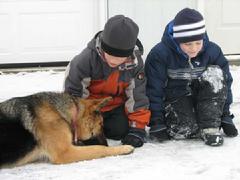 German Shepherd from Cher Car Kennels