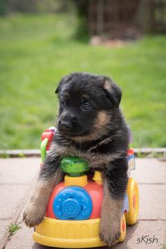 German Shepherd puppies for sale at Cher Car Kennels