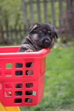 German Shepherd puppies for sale at Cher Car Kennels