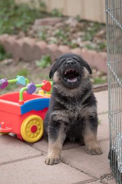 German Shepherd puppies for sale at Cher Car Kennels