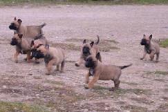Belgian Malinois puppies for sale at Cher Car Kennels