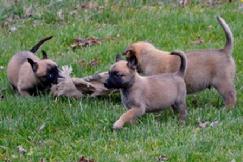 Belgian Malinois puppies for sale at Cher Car Kennels