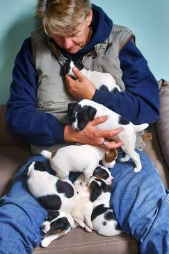 Parson Russell Terrier puppies for sale at Cher Car Kennels