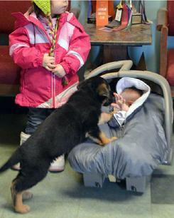 German Shepherd puppies for sale at Cher Car Kennels