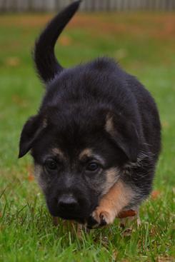 German Shepherd puppies for sale at Cher Car Kennels
