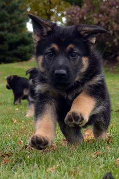 German Shepherd puppies for sale at Cher Car Kennels