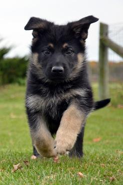 German Shepherd puppies for sale at Cher Car Kennels