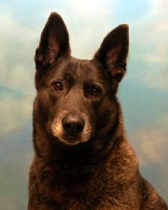 Dutch Shepherd "Rush" at Cher Car Kennels