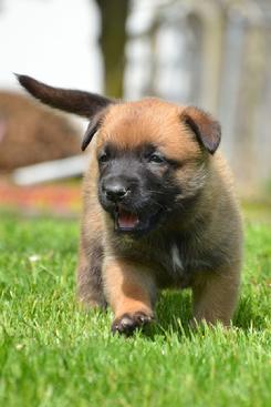 Belgian Malinois puppies for sale at Cher Car Kennels