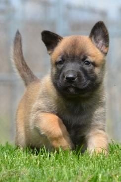 Belgian Malinois puppies for sale at Cher Car Kennels