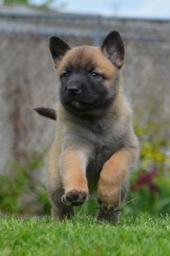 Belgian Malinois puppies for sale at Cher Car Kennels