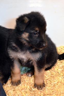 German Shepherd puppies for sale at Cher Car Kennels