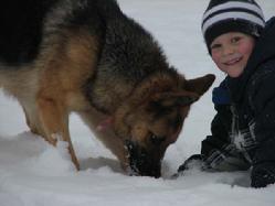 German Shepherd from Cher Car Kennels