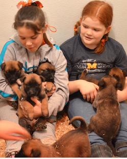 Belgian Malinois puppies for sale at Cher Car Kennels
