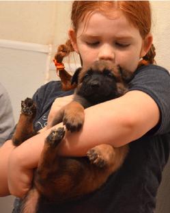 Belgian Malinois puppies for sale at Cher Car Kennels