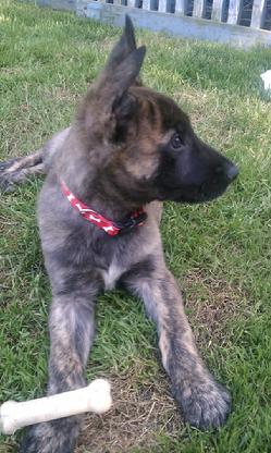 Dutch Shepherd from Cher Car Kennels