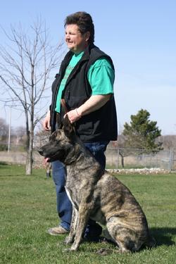 Dutch Shepherd CH "Becker" at Cher Car Kennels