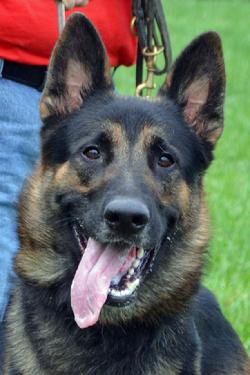 German Shepherd "Diesel" at Cher Car Kennels