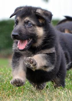 German Shepherd puppies for sale at Cher Car Kennels