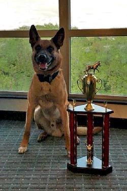 Belgian Malinois Police Dog from Cher Car Kennels