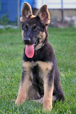 German Shepherd Puppy at Cher Car Kennels