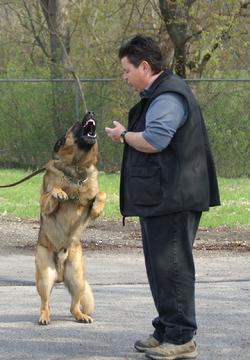 Dog Bite Prevention Training by Cher Car Kennels