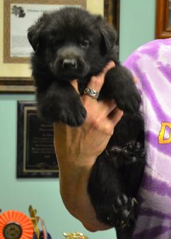 German Shepherd puppies for sale at Cher Car Kennels