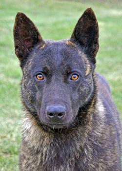 Dutch Shepherd CH "Lothar" at Cher Car Kennels